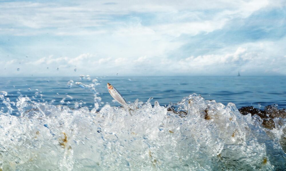 The Spiritual Significance of Fish Jumping Out of Water