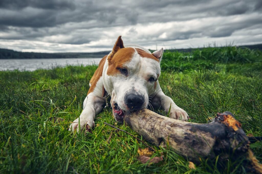 The Spiritual Symbolism of Dog Bites