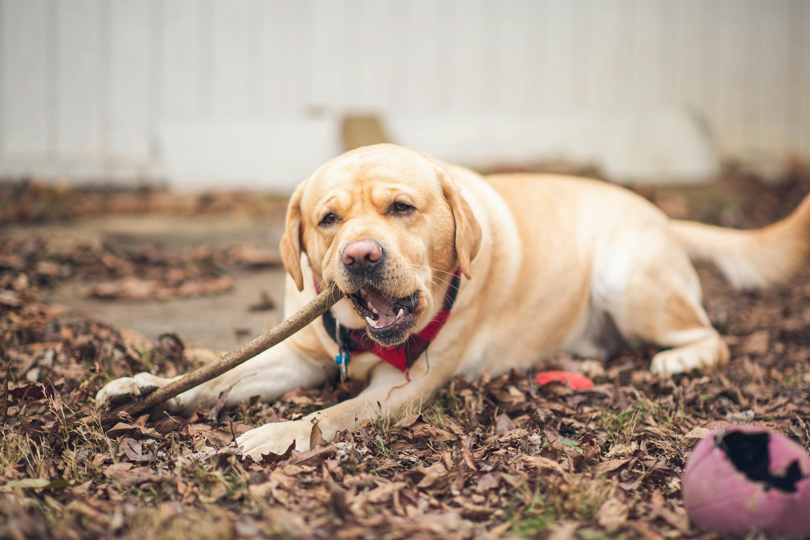 The Spiritual Symbolism of Dog Bites: Interpretations and Insights - My ...