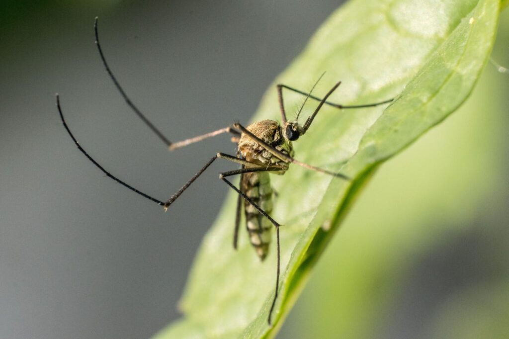 The spiritual significance of mosquitoes