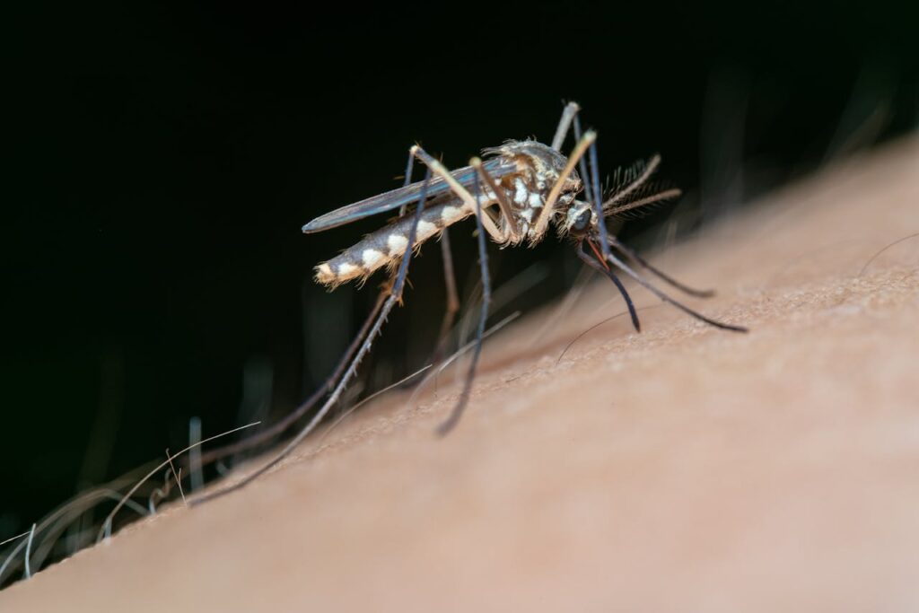 The spiritual significance of mosquitoes