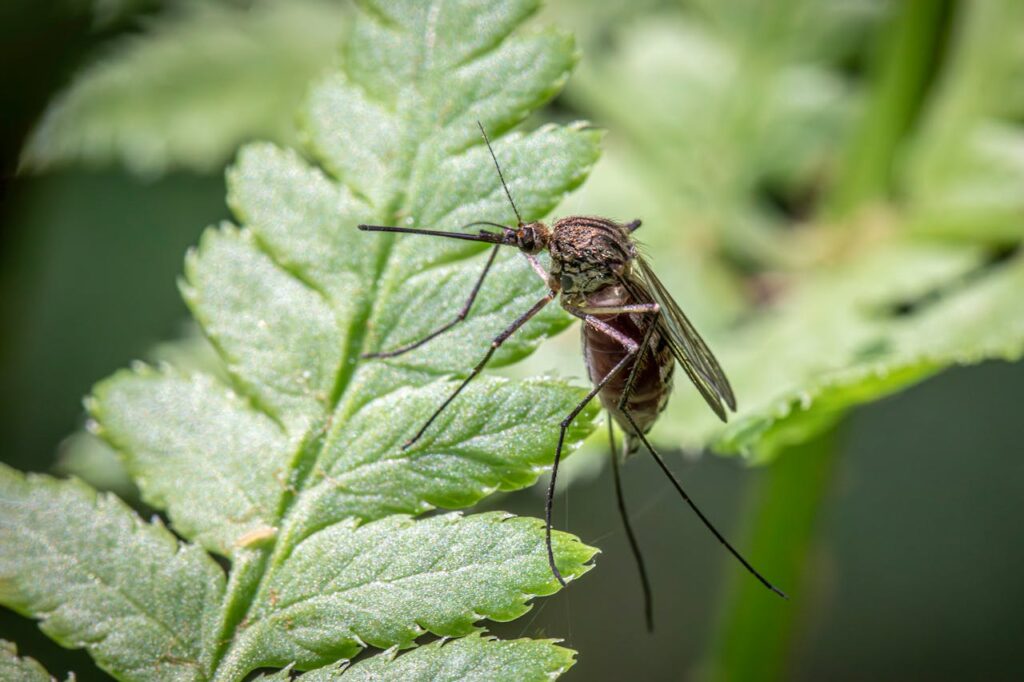 The spiritual significance of mosquitoes