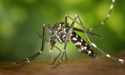 The spiritual significance of mosquitoes