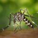 The spiritual significance of mosquitoes