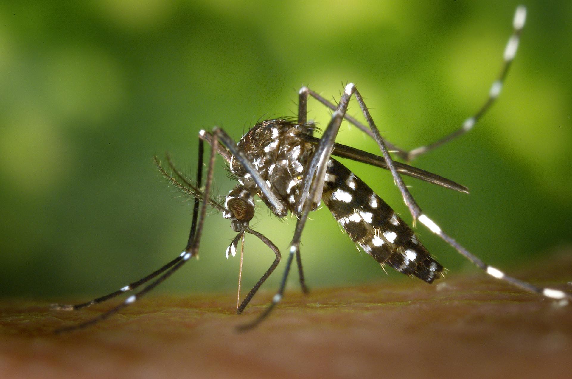 The spiritual significance of mosquitoes