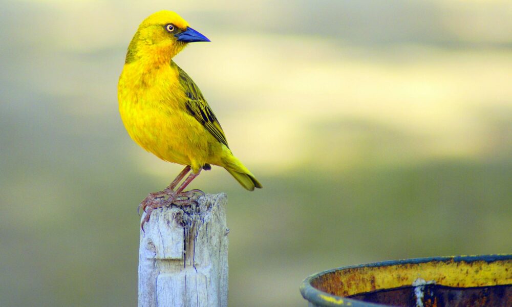 What Does Seeing a Yellow Bird Mean Spiritually