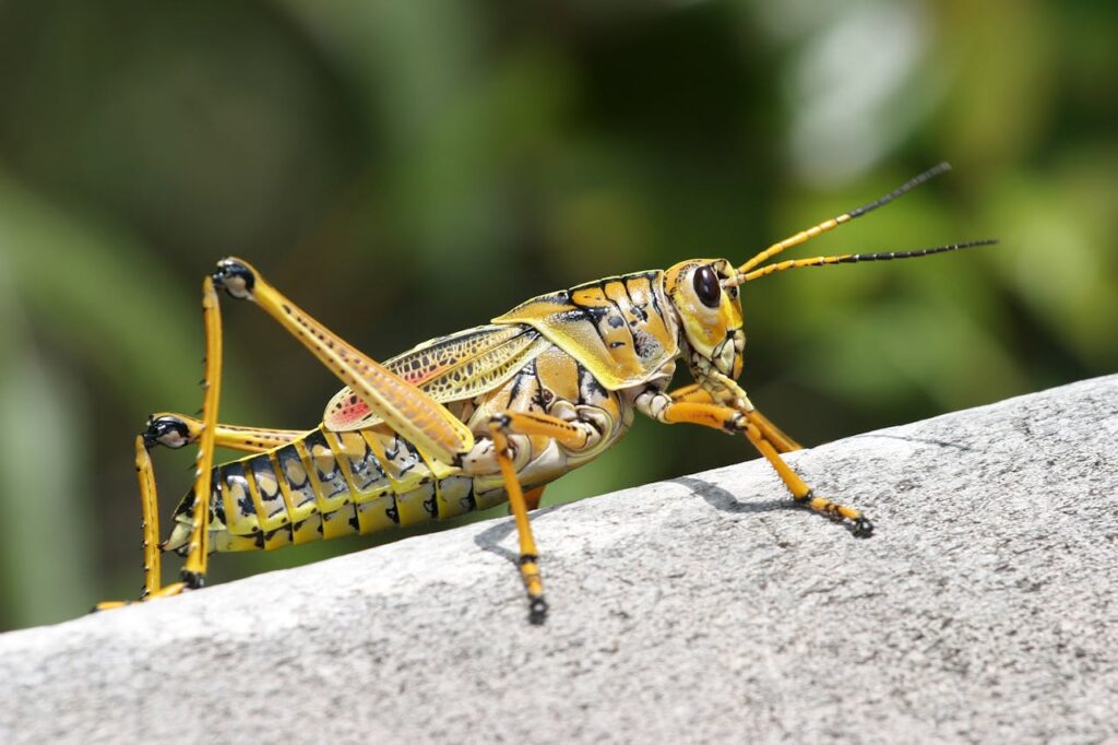 What Does the Presence of Grasshoppers Symbolize Spiritually