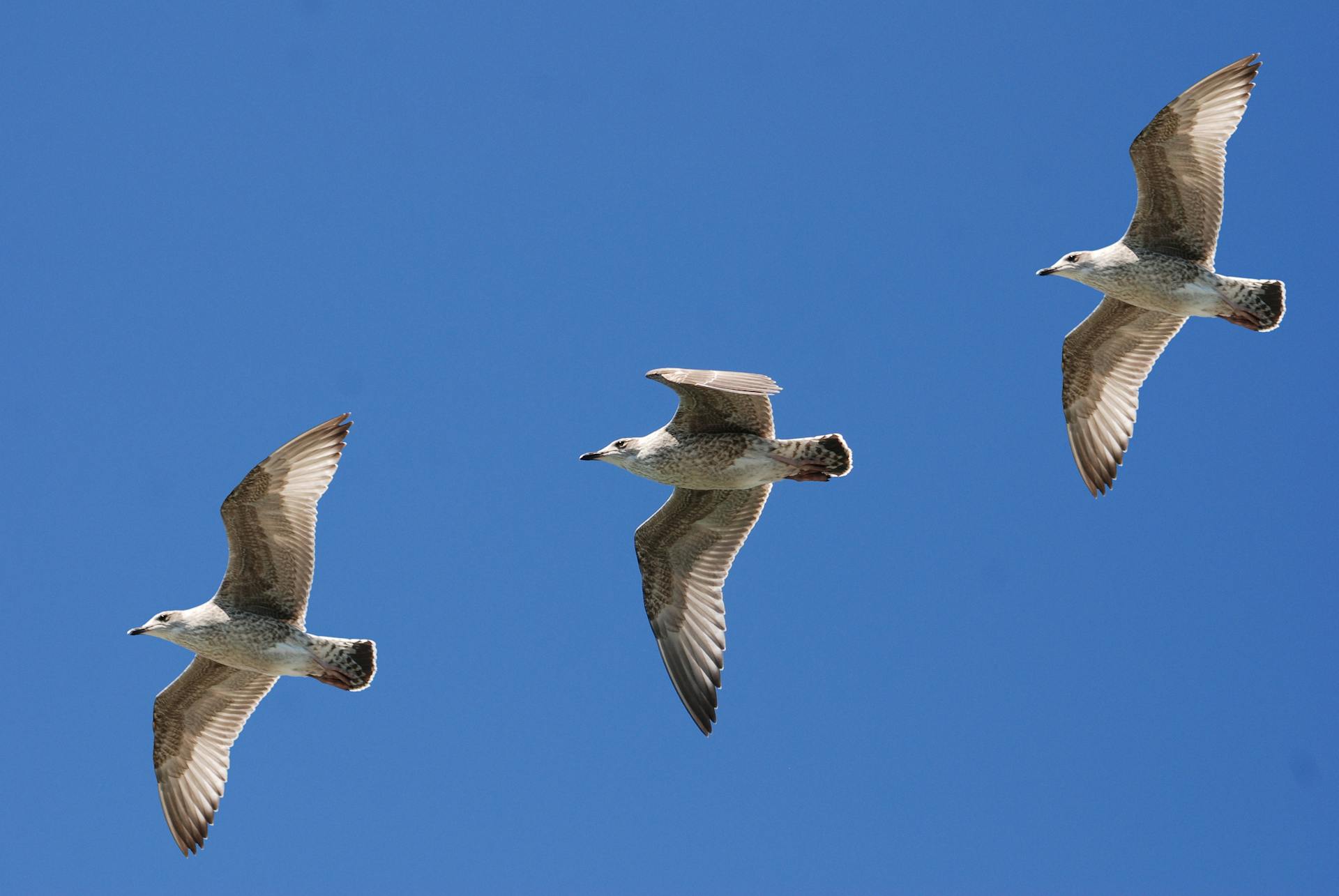 spiritual significance of a bird flying into a window