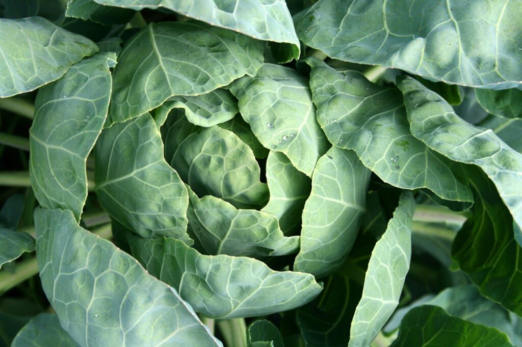 Cabbage Symbolize Spiritually