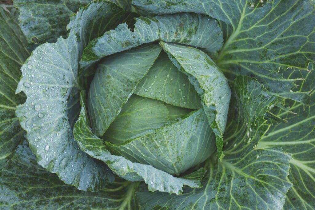 Cabbage Symbolize Spiritually