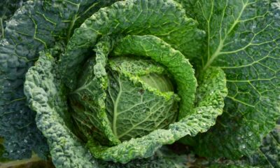 Cabbage Symbolize Spiritually