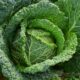 Cabbage Symbolize Spiritually