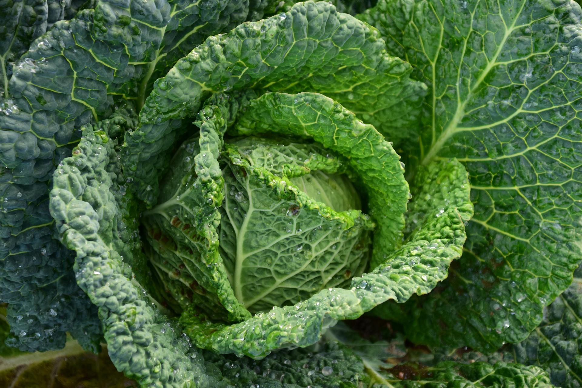 Cabbage Symbolize Spiritually