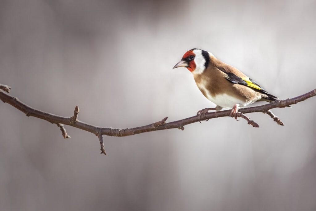 Spiritual Meaning of the Goldfinch Bird