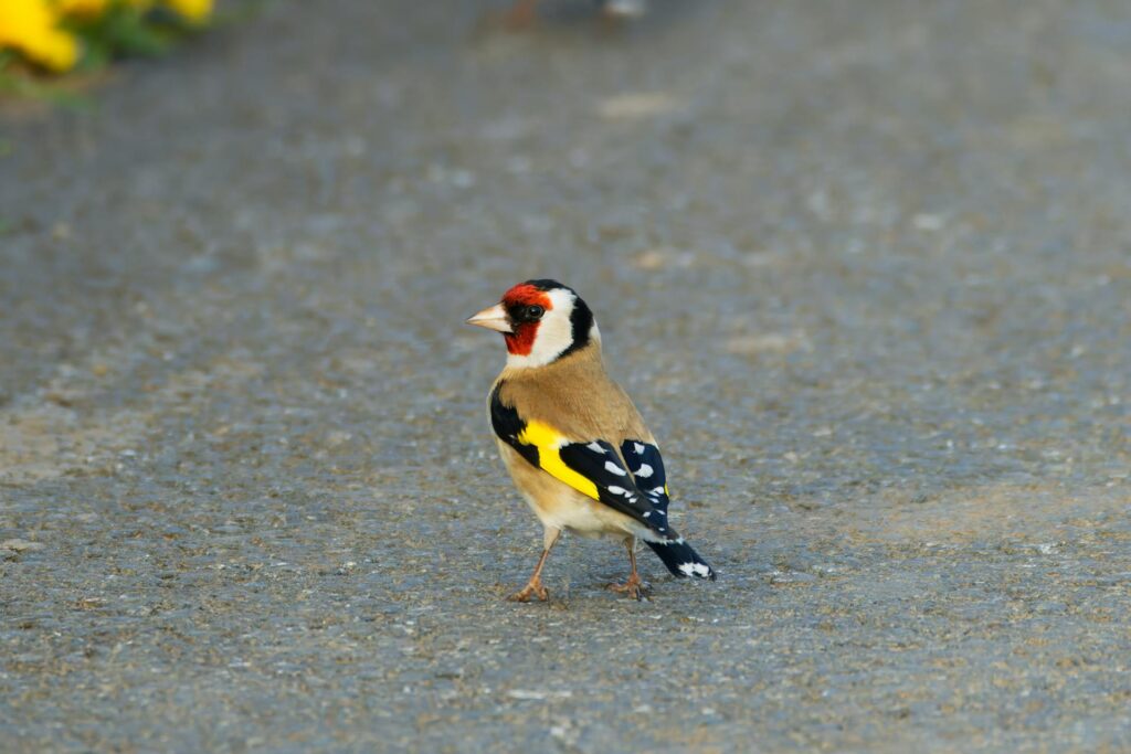 Spiritual Meaning of the Goldfinch Bird