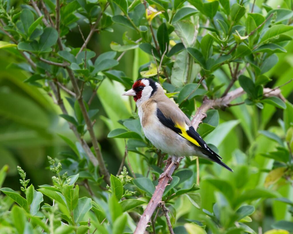 Spiritual Meaning of the Goldfinch Bird