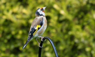 Spiritual Meaning of the Goldfinch Bird