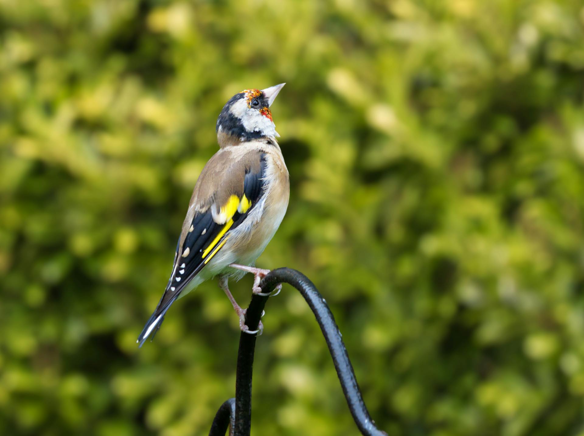 Spiritual Meaning of the Goldfinch Bird