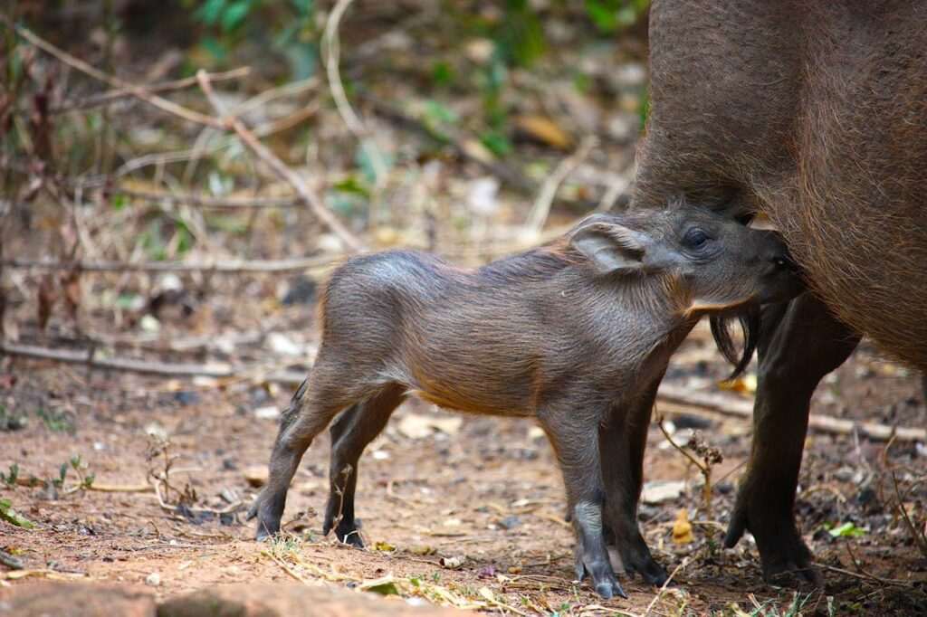 Spiritual Significance of the Warthog