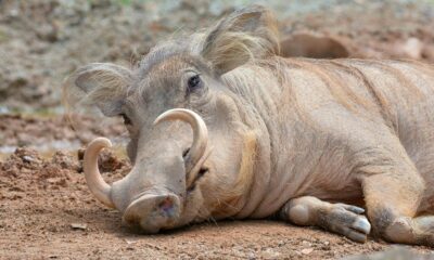 Spiritual Significance of the Warthog