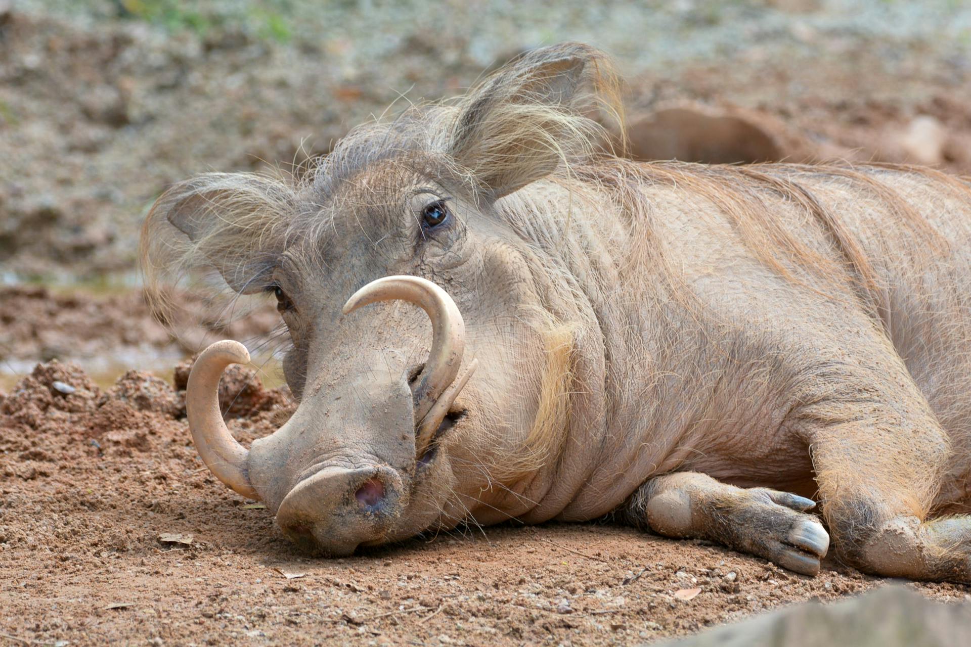 Spiritual Significance of the Warthog