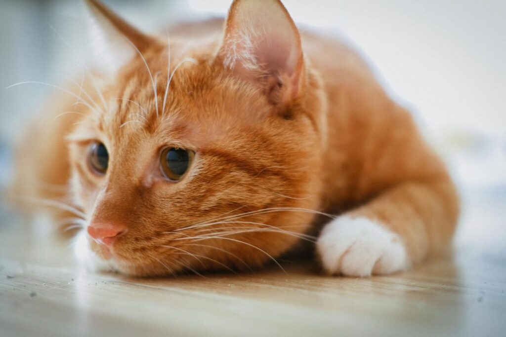 The Spiritual Meaning of Seeing an Orange Cat