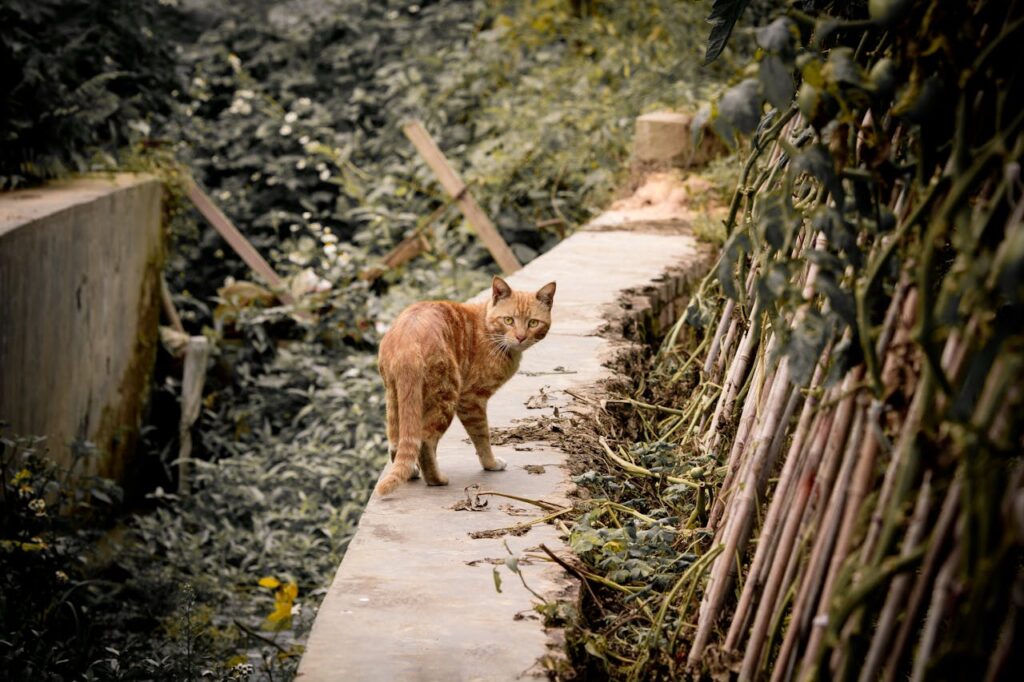 The Spiritual Meaning of Seeing an Orange Cat