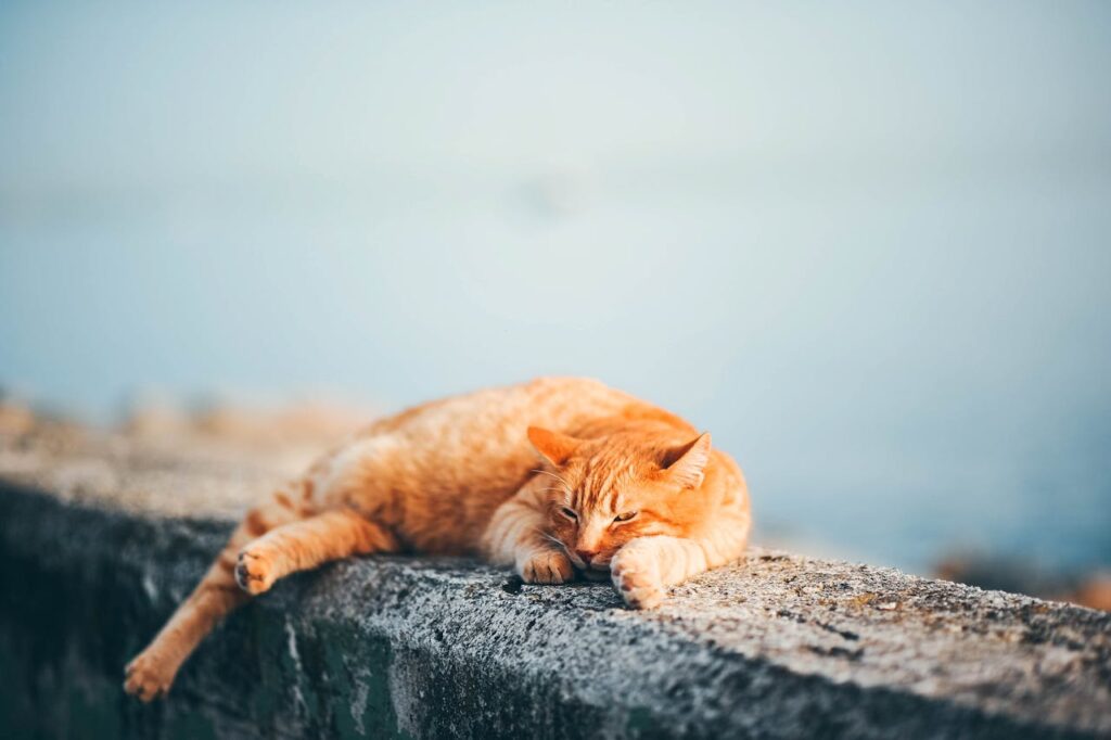 The Spiritual Meaning of Seeing an Orange Cat