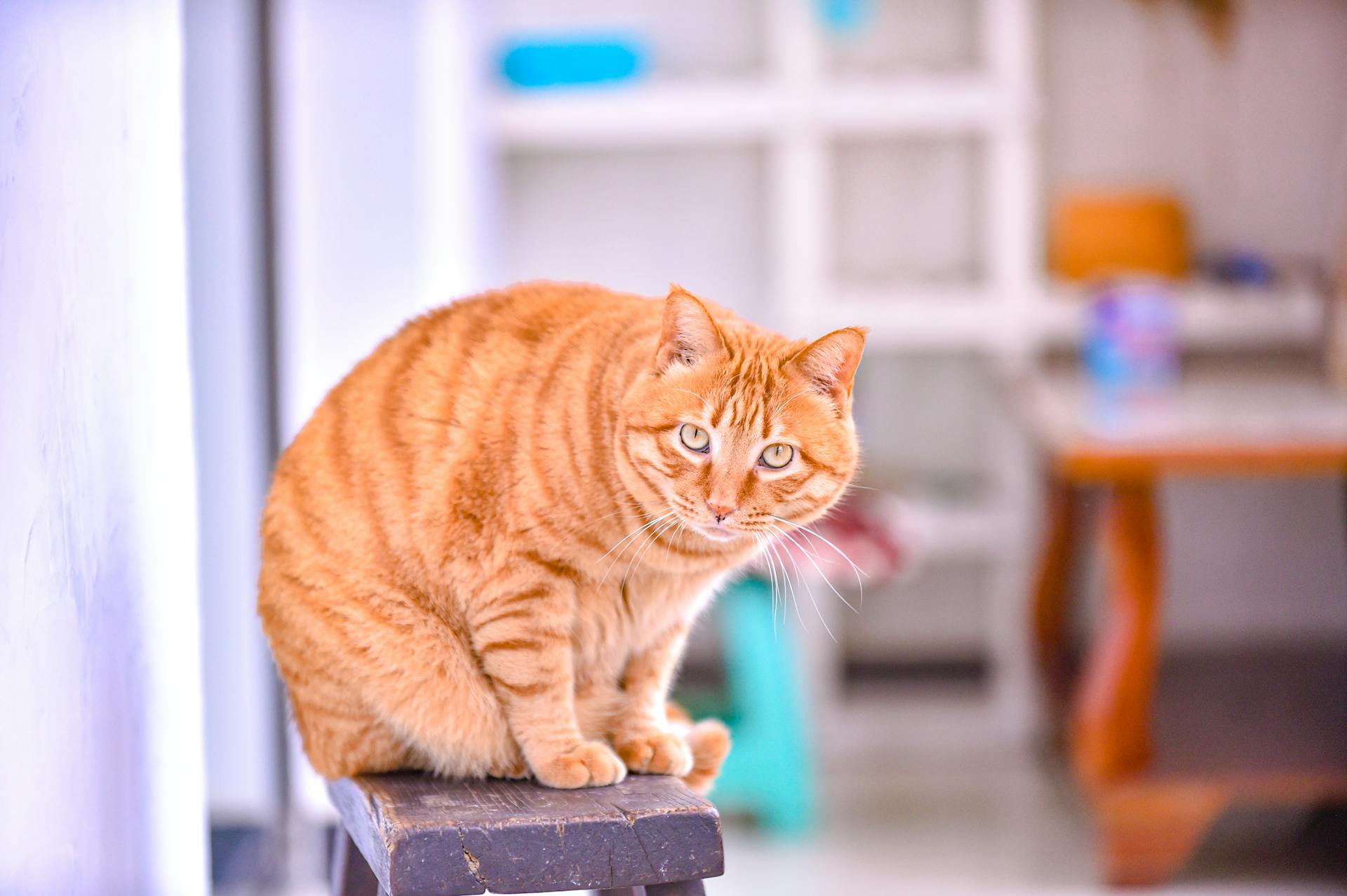 The Spiritual Meaning of Seeing an Orange Cat