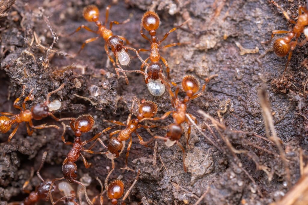 The Spiritual Symbolism of Dreaming About Red Ants