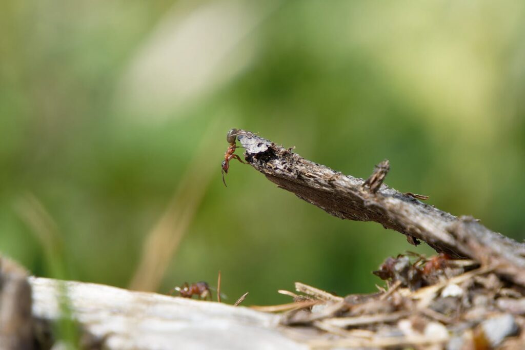 The Spiritual Symbolism of Dreaming About Red Ants