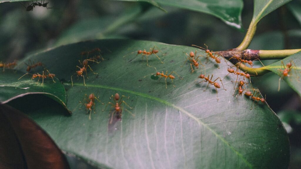 The Spiritual Symbolism of Dreaming About Red Ants