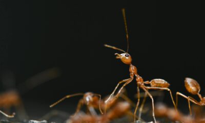 The Spiritual Symbolism of Dreaming About Red Ants