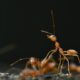 The Spiritual Symbolism of Dreaming About Red Ants