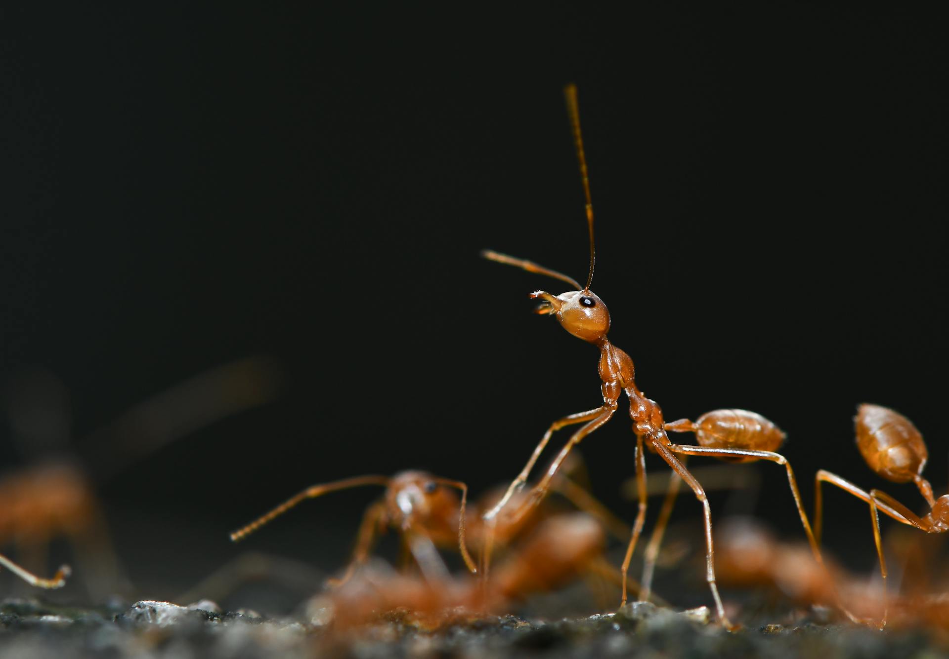 The Spiritual Symbolism of Dreaming About Red Ants