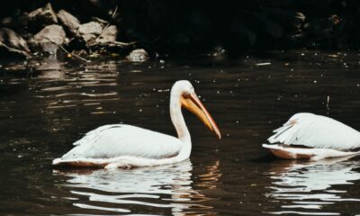 The Spiritual Symbolism of Pelicans