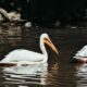 The Spiritual Symbolism of Pelicans