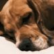 The spiritual significance of a dog's death