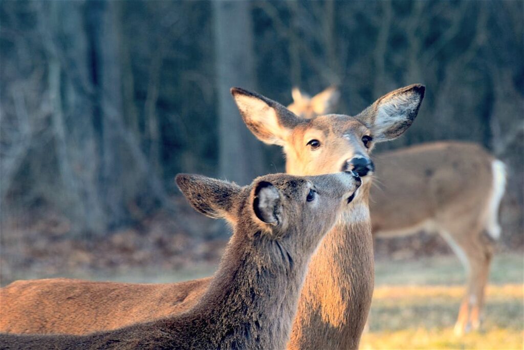 The spiritual significance of encountering deer in the wild