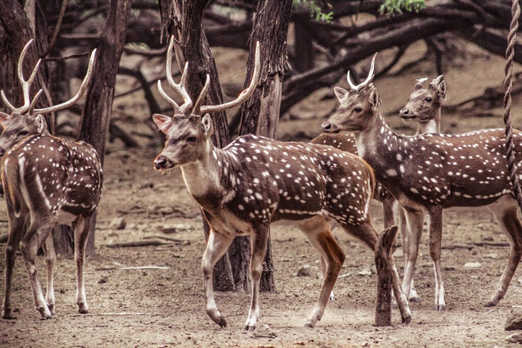 The spiritual significance of encountering deer in the wild