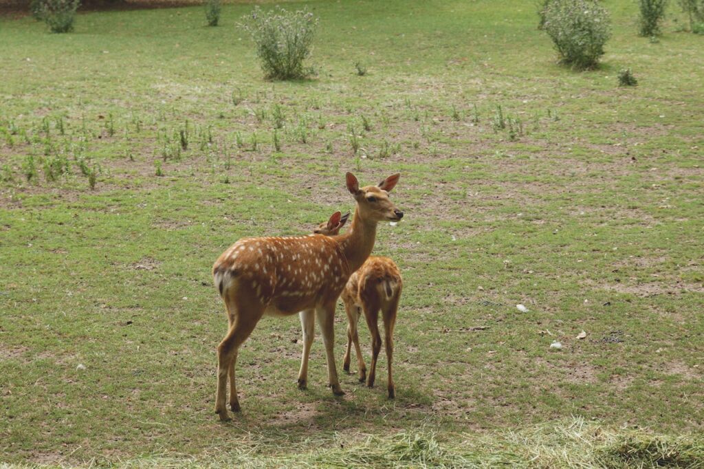 The spiritual significance of encountering deer in the wild