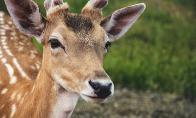 The spiritual significance of encountering deer in the wild