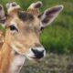 The spiritual significance of encountering deer in the wild