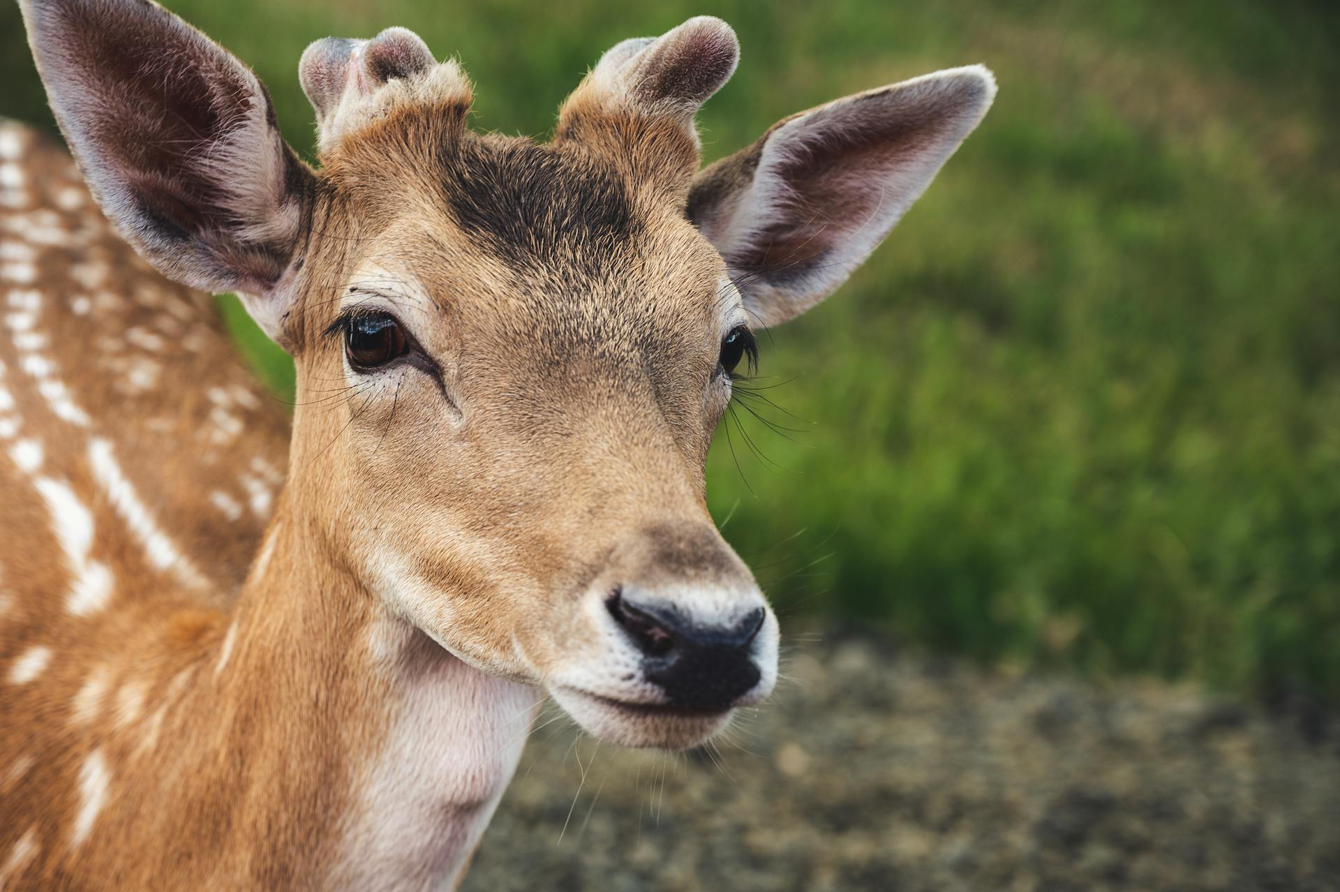 The spiritual significance of encountering deer in the wild