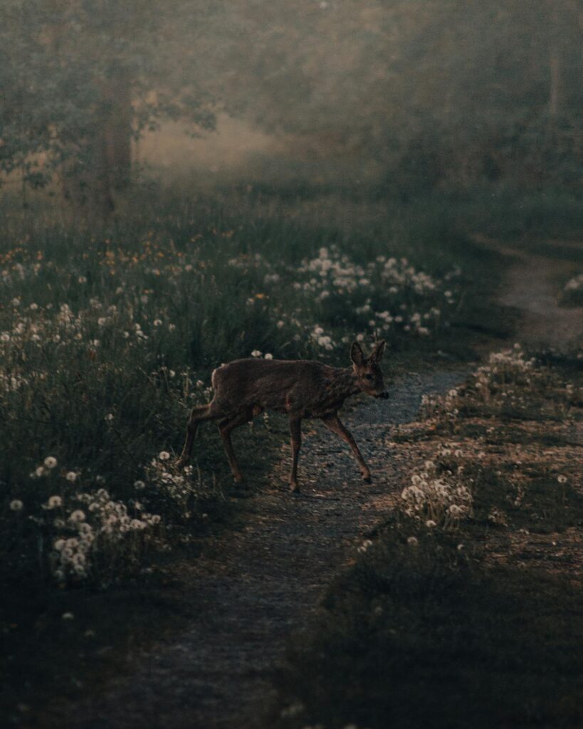 The spiritual significance of encountering deer in the wild