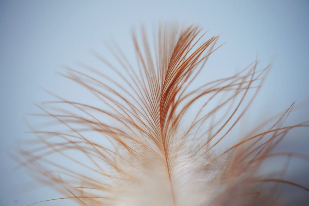 The spiritual significance of finding feathers