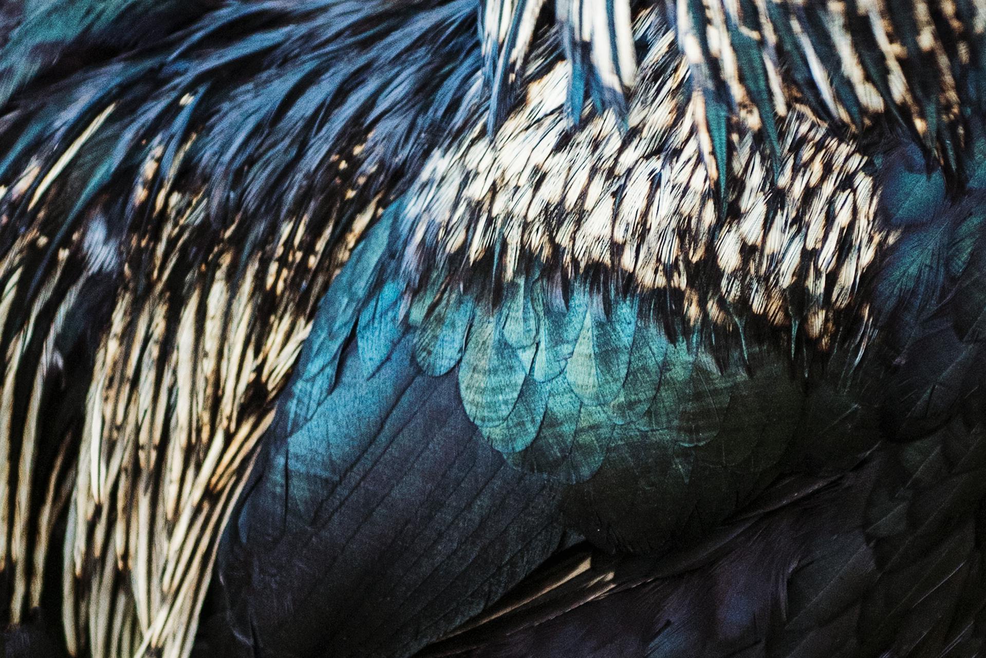 The spiritual significance of finding feathers