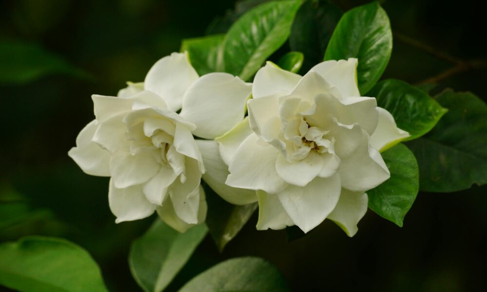 The spiritual significance of smelling gardenias