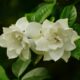 The spiritual significance of smelling gardenias