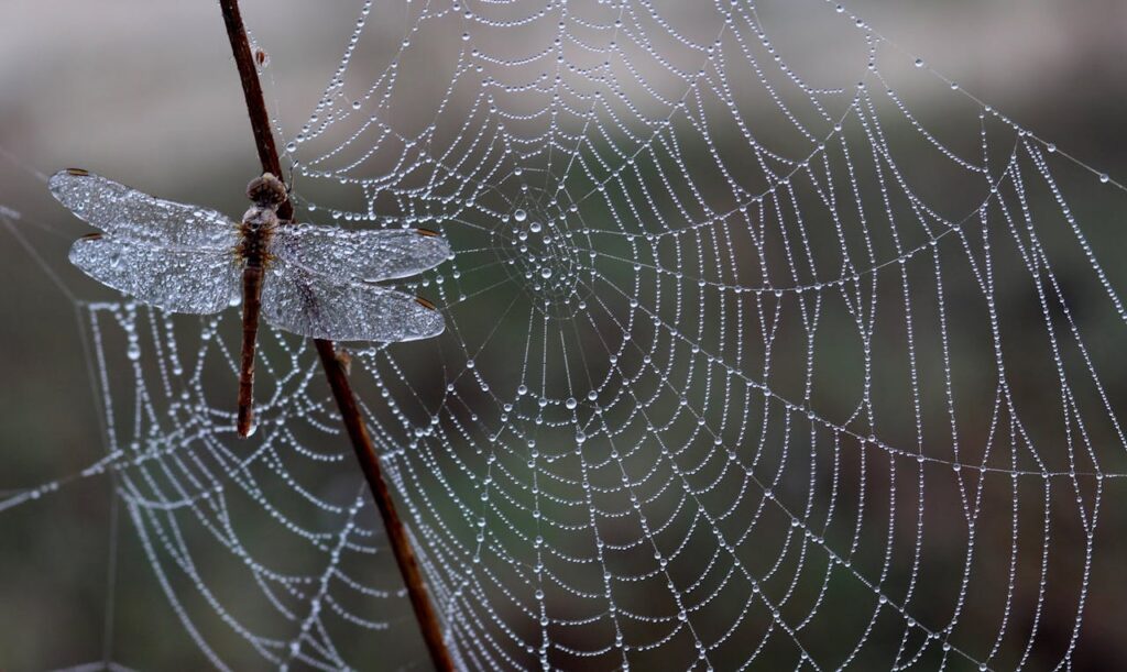 What does it mean to dream about spider webs